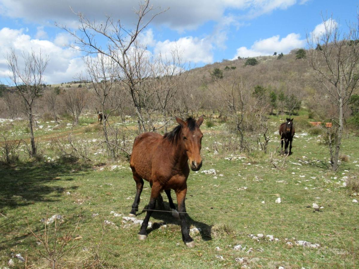 Appartamento Apartma Qbed Gračišče Esterno foto